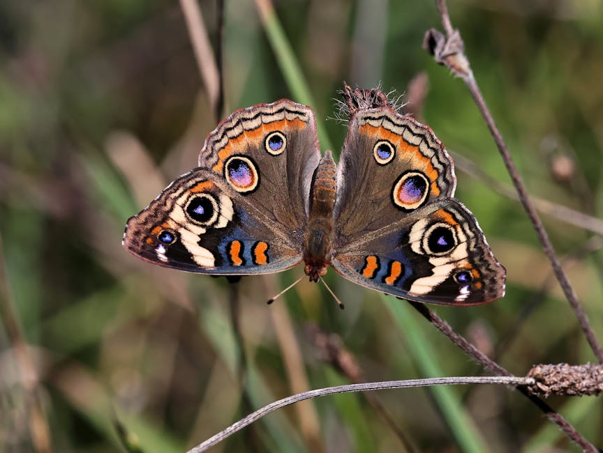 A detailed close-up of a Painted Lady butterfly perched on dry grass and twigs in a natural outdoor setting. The butterfly's wings are open, displaying intricate patterns of orange, black, white, and