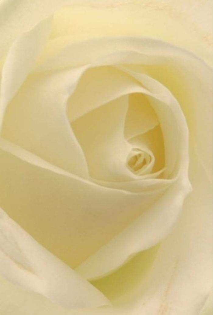 Viewed in close detail, this exceptional white rose reveals layers of creamy, matte petals, each one curling inward with quiet strength. The interplay of light and shadow across the bloom's surface creates a luminous effect that glows as if lit from within, evoking the soft daylight found along Bromley Common's leafy lanes or by the peaceful corners of Whitehall Recreation Ground. The spiral core, flawless in its geometry, radiates sophistication and purity, while the subtle cream and white hues underscore the classic beauty cherished at weddings, apologies, or romantic gestures. There's an unspoken fragrance here-clean, subtle, and serene-inviting a sense of comfort and elegance ideal for all occasions. The composition feels as meticulously crafted as any arrangement prepared at a respected Bromley Common florist, where attention to detail and sensitivity to local traditions elevate every bouquet. This rose carries not only the artistry of the flower itself but the soulful intent behind every meaningful sentiment sent across Bromley Common.